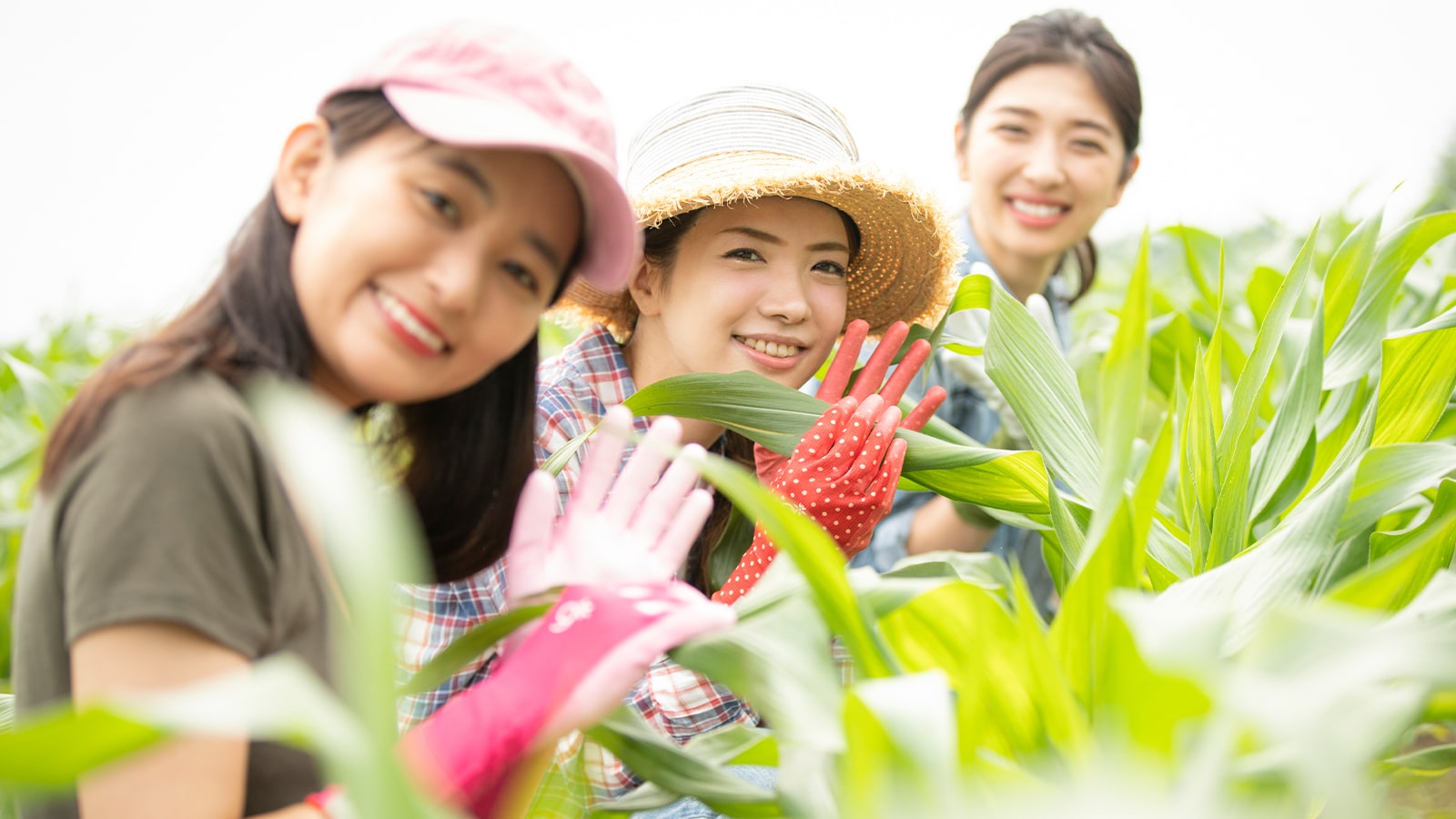 農作業をする女性たち